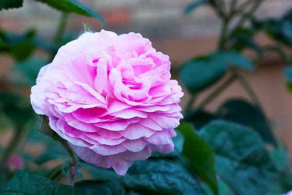 Buschrosa Rosen mit grünen Blättern — Stockfoto