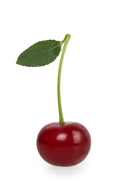 Single ripe cherry — Stock Photo, Image