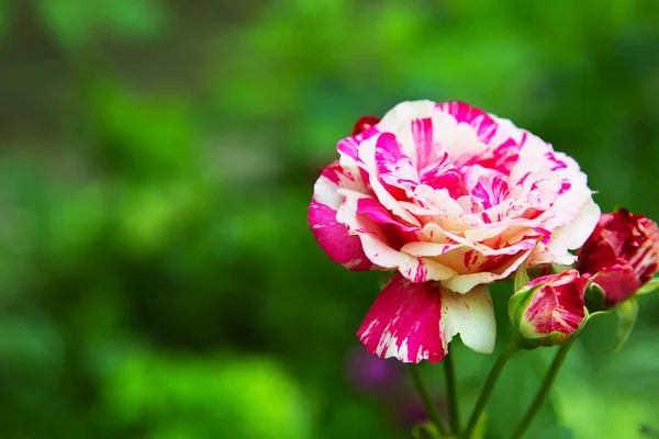 Weiß-rosa Rose — Stockfoto