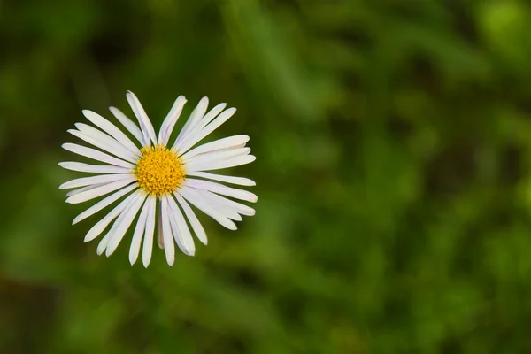 Margarida de natureza floral — Fotografia de Stock