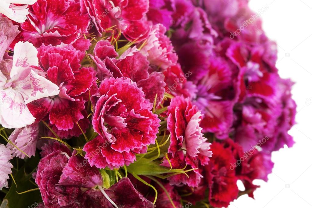 Close up turkish carnation bouquet