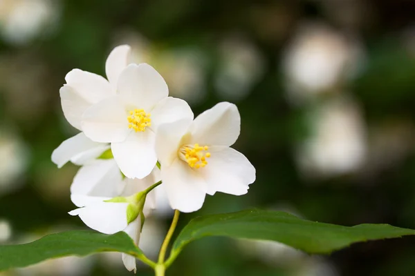 Flowers of jasmine in city garden — Stock Photo, Image