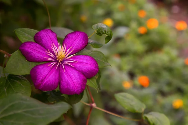 Belle fleur violette — Photo