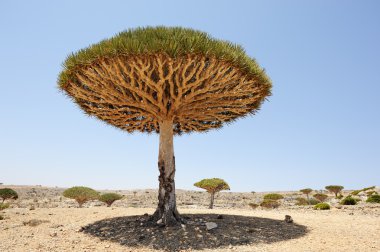 yemen. socotra ada. ejderha ağacı