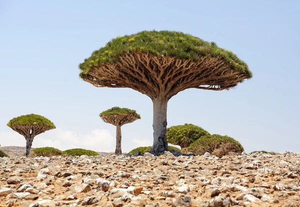 yemen. socotra ada. ejderha ağacı