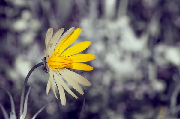 太陽の花と灰色の日 — ストック写真