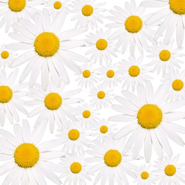 ? hamomile alan