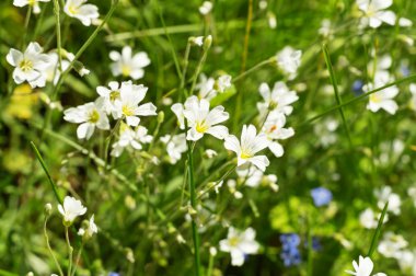 beyaz kır çiçekleri