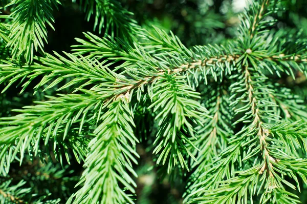 Green pine branch — Stock Photo, Image