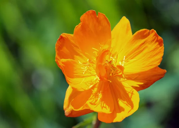 Яркий оранжевый цветок — стоковое фото