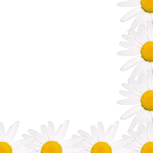 Frame of daisies Stock Photo