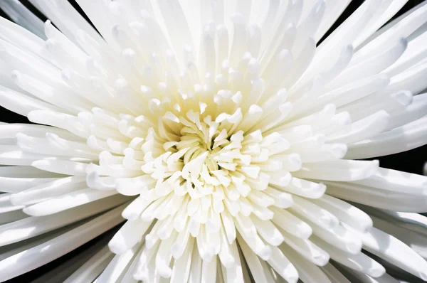 Snow white chrysanthemum — Stock Photo, Image