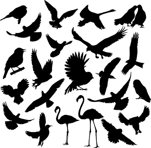 Conjunto birds.vector — Vetor de Stock