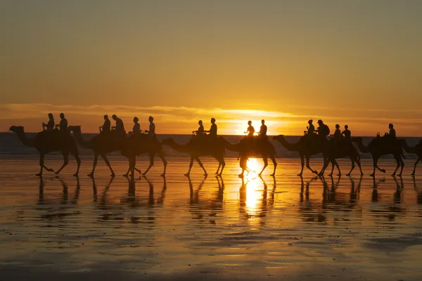 Camelos na praia de cabo — Fotografia de Stock