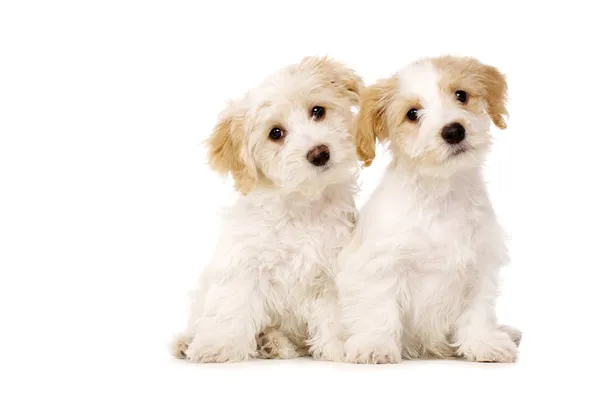 Due cuccioli seduti isolati su uno sfondo bianco Immagini Stock Royalty Free