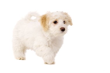 Beyaz bir arka plan üzerinde izole köpek yürüyüş