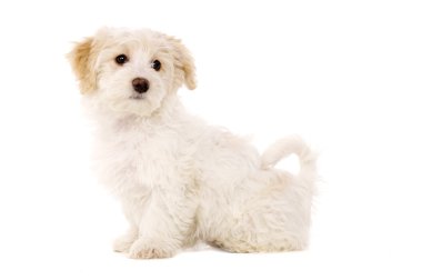 köpek yavrusu Sat beyaz bir arka plan üzerinde izole