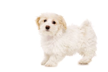 köpek yavrusu durdu izole beyaz zemin üzerine
