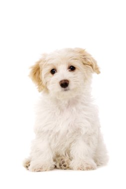 köpek yavrusu Sat beyaz bir arka plan üzerinde izole