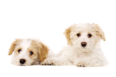 iki yavru izole koydu beyaz zemin üzerine