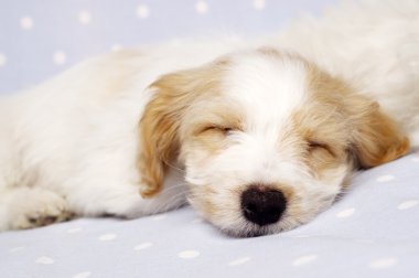 köpek mavi bir arka plan üzerinde uykuya yatırılır
