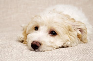 köpek yavrusu textued bej zemin üzerine koydu