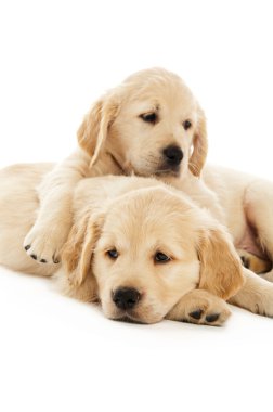 Golden retriever yavru