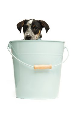 sevimli terrier yavru bir demet