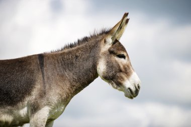 Norfolk karılar, eşek profil görünümü