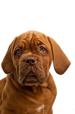 Dogue de bordeaux köpek yavrusu