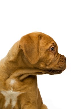 Dogue de bordeaux köpek yavrusu