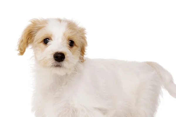 Puppy stood isolated on a white background — Stock Photo, Image
