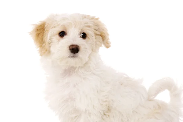 Puppy zat geïsoleerd op een witte achtergrond — Stockfoto