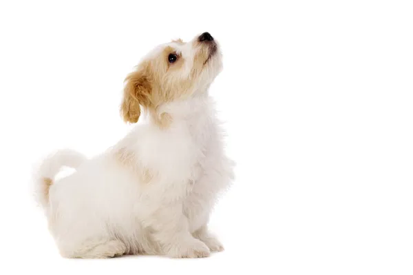 Filhote de cachorro sentado olhando para cima isolado em um fundo branco — Fotografia de Stock