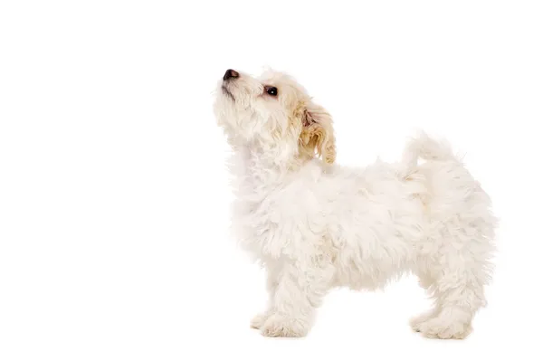 Cachorro de pie mirando hacia arriba aislado sobre un fondo blanco — Foto de Stock
