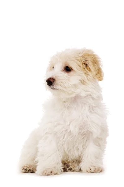 Filhote de cachorro sentado isolado em um fundo branco — Fotografia de Stock