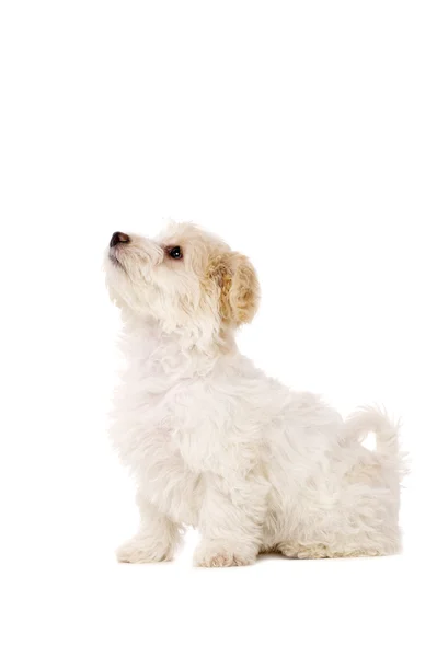 Filhote de cachorro sentado isolado em um fundo branco — Fotografia de Stock