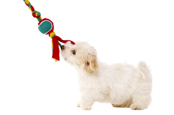 Filhote de cachorro puxando brinquedo isolado em um fundo branco — Fotografia de Stock