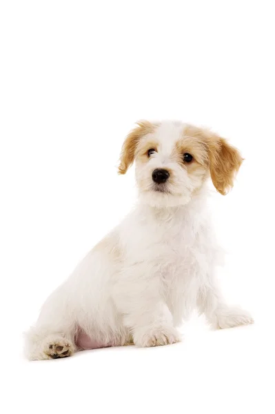 Filhote de cachorro sentado isolado em um fundo branco — Fotografia de Stock