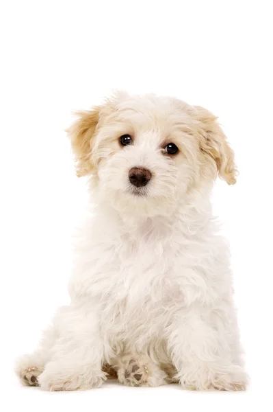 Filhote de cachorro sentado isolado em um fundo branco — Fotografia de Stock