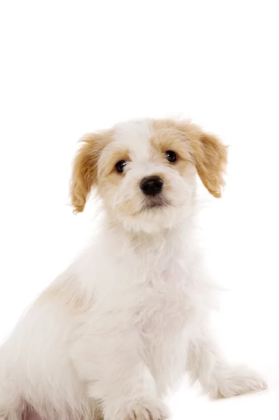 Filhote de cachorro sentado isolado em um fundo branco — Fotografia de Stock