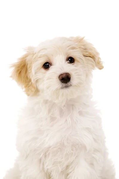 Köpek yavrusu Sat beyaz bir arka plan üzerinde izole — Stok fotoğraf