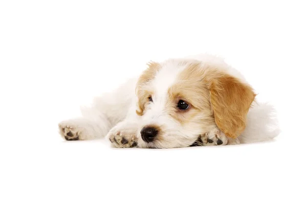 Filhote de cachorro colocado isolado em um fundo branco — Fotografia de Stock
