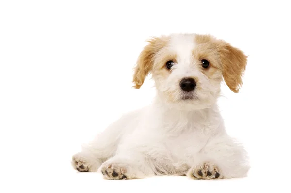 Puppy gelegd geïsoleerd op een witte achtergrond — Stockfoto