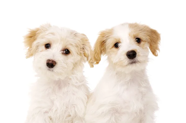 Two puppies sat isolated on a white background — Stock Photo, Image