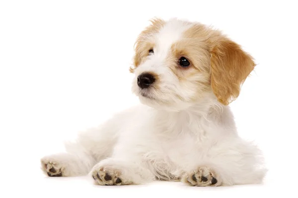 Cachorro puesto aislado sobre un fondo blanco — Foto de Stock