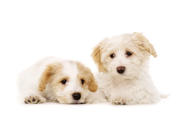 Twee puppies gelegd geïsoleerd op een witte achtergrond — Stockfoto