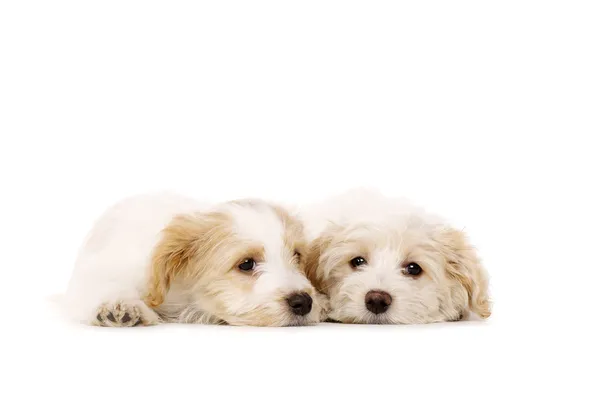 Dos cachorros colocados aislados sobre un fondo blanco —  Fotos de Stock