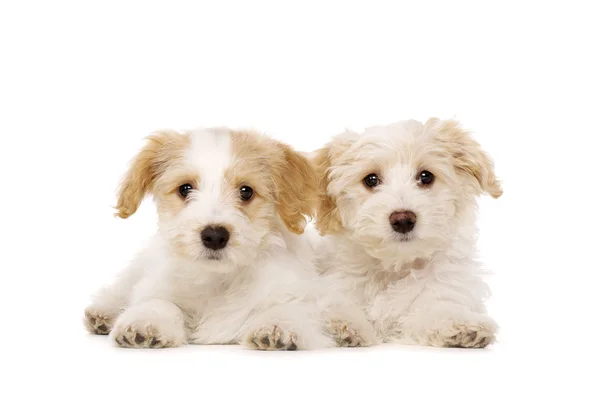 Twee puppies gelegd geïsoleerd op een witte achtergrond — Stockfoto