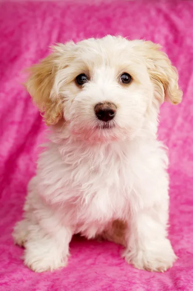 Filhote de cachorro sentou-se em um fundo rosa — Fotografia de Stock